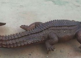 鱷魚動物銅雕 
